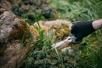 A man works in the garden, weeds, cuts grass on an alpine hill with junipers. Close-up of hands
