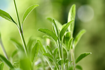 Fototapeta na wymiar Sage herb growing outdoors in the summer. Herbal medicine.