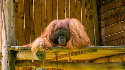 Orang Utan ruht sich aus und beobachtet