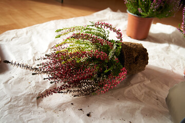 Transplanting heather flowers indoors