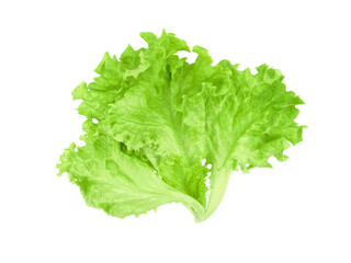 Salad leaf or lettuce isolated on white background        