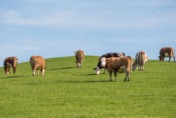 Fleckvieh auf der Weide - Milchwirtschaft