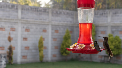 colibrí grande junto a pequeño parados en bebedero con néctar rojo en jardín con barda y arboles al fondo 