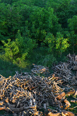 Deforestation of forest nature. Deforestation of forest trees. Natural environment deforestation. Cut down trees in nature. Nature forest, branches and trees.