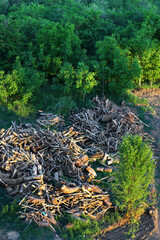 Deforestation of forest nature. Deforestation of forest trees. Natural environment deforestation. Cut down trees in nature. Nature forest, branches and trees.