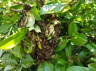 Escaped honey bees (Apidae family) follow the queen, and build a new nest. Garbsen, Germany,
