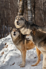 Trio of Grey Wolves (Canis lupus) Begin to Howl Winter