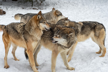 Grey Wolf (Canis lupus) Pack Comes Together Sniffing and Snarling Winter