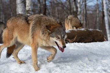 Grey Wolf (Canis lupus) Walks By Eyeing Viewer Deer and Pack in Background Winter