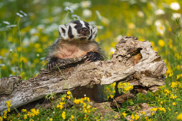 North American Badger (Taxidea taxus) Leans Over Log Nose Up Summer