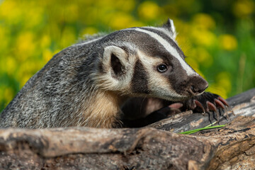 North American Badger (Taxidea taxus) Leans Over Log Claws Extended Summer