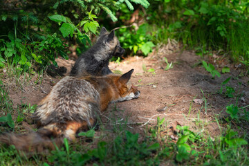Naklejka na ściany i meble Red Fox (Vulpes vulpes) Adult and Kit Look Toward Back of Den Site Summer