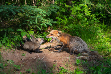 Obraz premium Red Fox (Vulpes vulpes) Kit and Adult Mouths Open at Den Summer