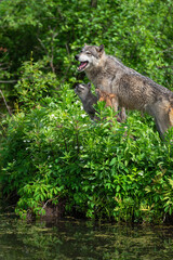 Grey Wolf (Canis lupus) Pups Look Up at Adult Mouth Open Summer