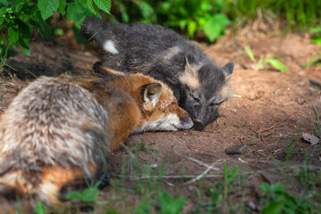 Red Fox (Vulpes vulpes) Kit Nuzzles at Sleeping Adult at Den Summer