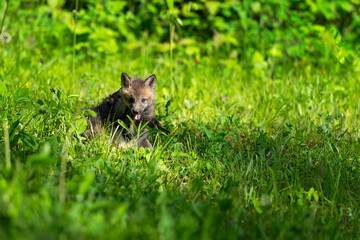 Naklejka na ściany i meble Red Fox (Vulpes vulpes) Kits Roll Abiout in Grass Summer