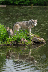 Grey Wolf (Canis lupus) Adult and Pups Stand at Edge of Island Reflected Summer