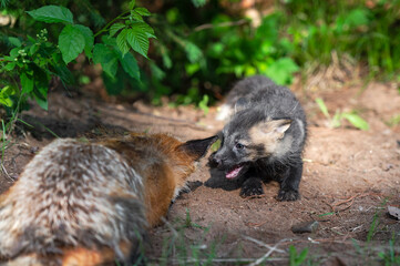Red Fox (Vulpes vulpes) Kit Mouth Open Near Sleeping Adult at Den Summer
