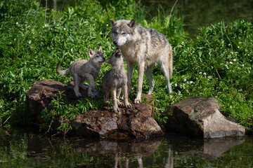 Grey Wolf (Canis lupus) Pup Noses Up to Nuzzle Adult on Island Edge Summer