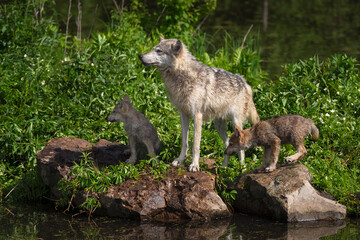 Grey Wolf (Canis lupus) Adult and Pups Look Left on Rocks Summer