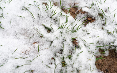 Green grass under the snow. The first snowfall. Grass under fresh fluffy snow.