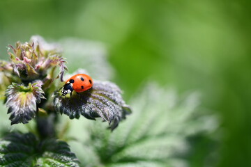 ladybird on a leaf