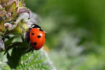 ladybird on a leaf