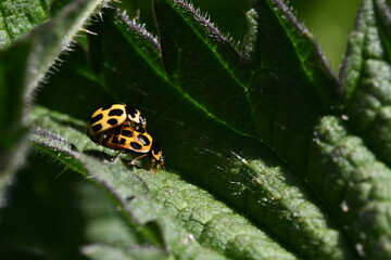 ladybirds on a leaf