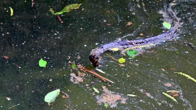 A snake swims along top of water in dirty swamp filled with algae and vegetation then pauses and flicks it's tongue tasting the air while looking directly into camera.
