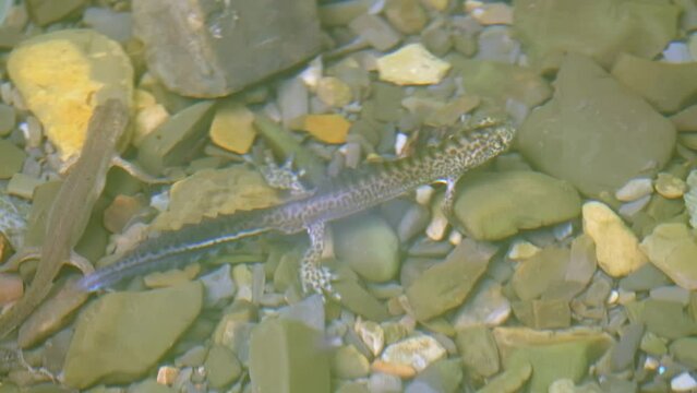 Two newts in river water. CREATIVE. Gray-brown newts on the background of stones and water. Two tritons swim in the river and waves go