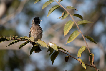bird on a branch