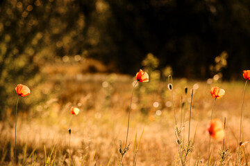 Fototapeta premium field of poppies