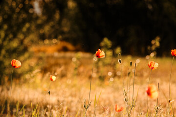poppies in the field
