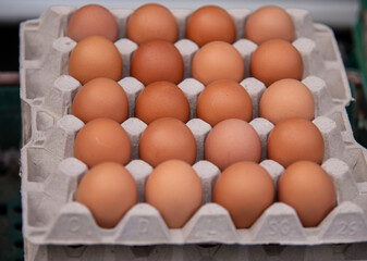 chicken eggs