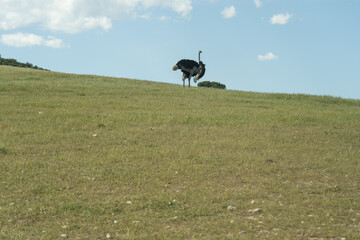 Wild ostrich on top of hill enjoying the sun