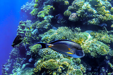 Egypt, Sharm El Sheikh, Sinai, blue-striped surgeon fish (Acanthuridae) swims in the Red Sea against the background of corals.