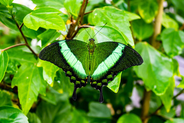 Sailfish Blume is a diurnal butterfly from the Sailfish family, wings with different shades of green, sits on green leaves.