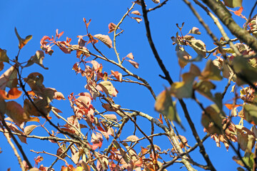  leaves on a tree in Autumn	