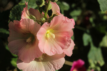 gentle warm light pink mallow flowers in the sun