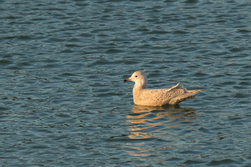 Iceland Gull (Larus glaucoides) juvenile in 2nd winter plumage swimming in water of a harbour