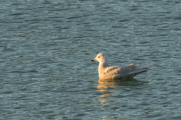 Iceland Gull (Larus glaucoides) juvenile in 2nd winter plumage swimming in water of a harbour