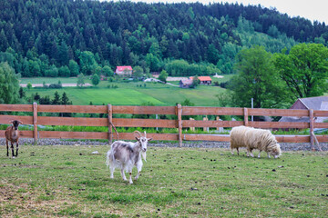 rams and goats in the agritourism farm © Tomasz