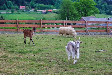 rams and goats in the agritourism farm © Tomasz