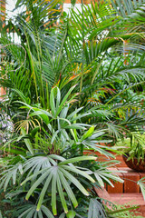 plants inside the palm house © Tomasz