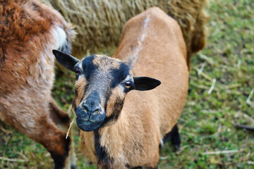 rams and goats in the agritourism farm