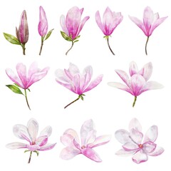Obraz na płótnie Canvas Watercolor botanical set of pink magnolia flowers 