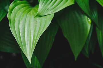 Obraz premium Forest lily leaves pattern background, natural black background and Wallpaper, postcard.