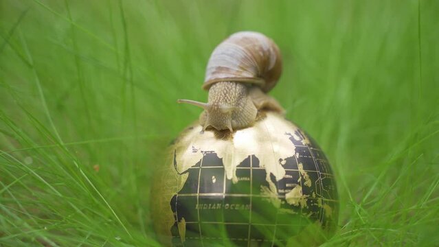 Ecological concept. In the grass there is a globe on which the snail moves.