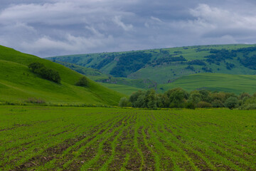 Mountain summer. Sunny day. Green grass and flowers, fantastic unique
