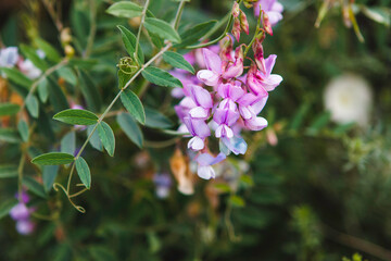 wild flowers in the forest